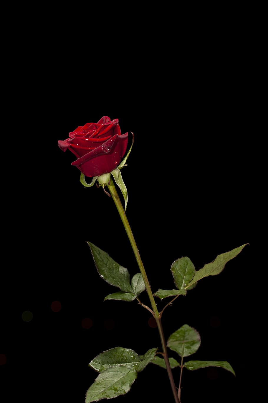 Photo of Red Rose, bloom, blooming, blossom, delicate, flora HD wallpaper