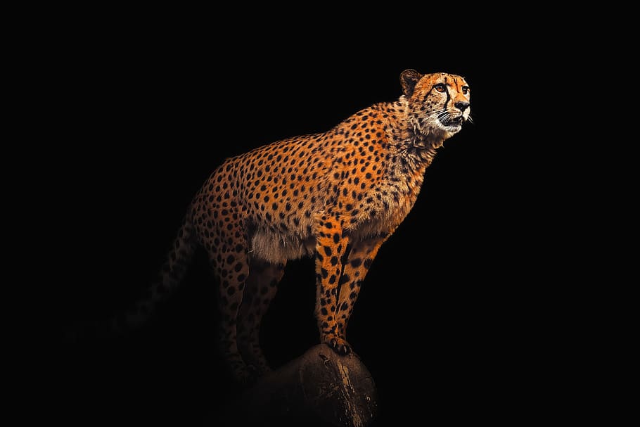 Exotic animals 1080P, 2K, 4K, 5K HD wallpapers free download | Wallpaper  Flare