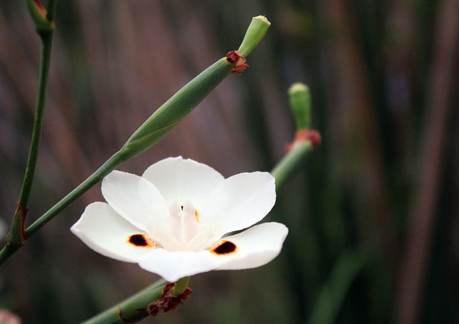 flower, white, blur background, garden, plant, blossom, nature HD wallpaper