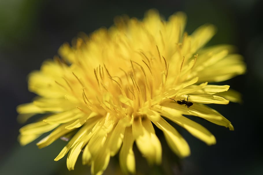 plant, flower, blossom, dandelion, patrica, italy, pollen, hungry, HD wallpaper