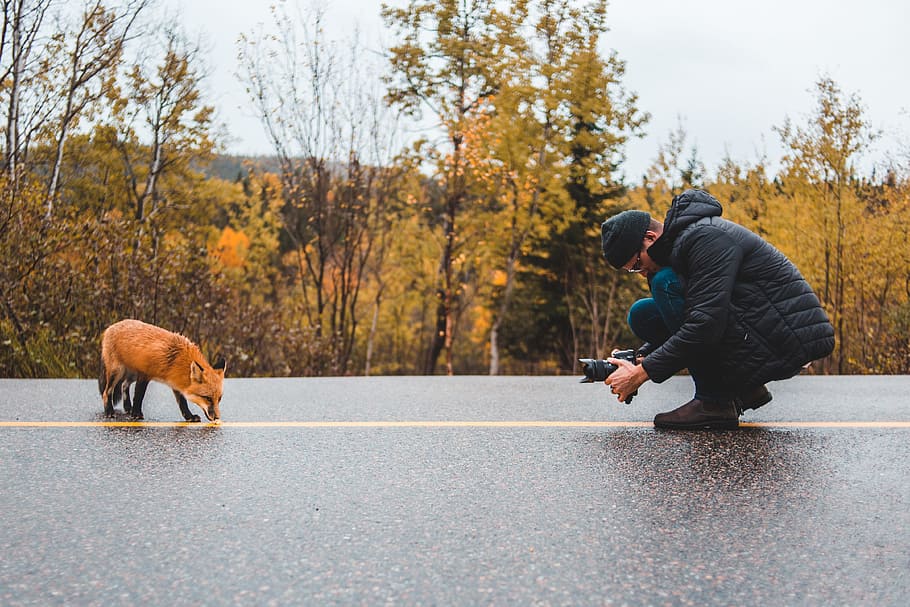 man taking photo of red fox, person, camera, nature, wildlife HD wallpaper