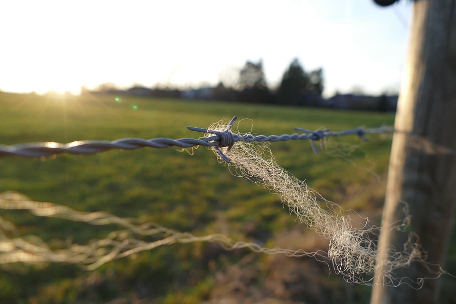 barbed wire, fence, pointed, barbed wire fence, evening, backlighting HD wallpaper