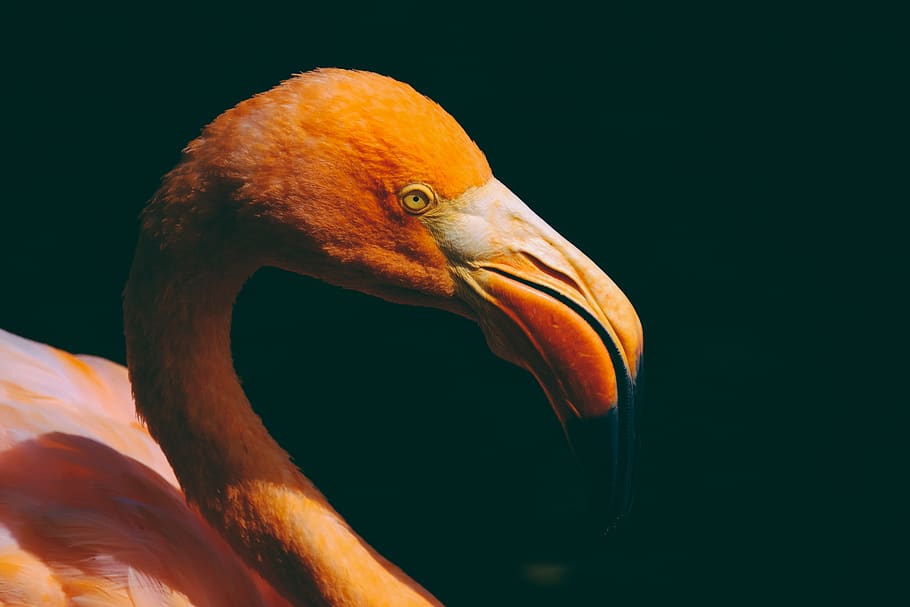 Flamingo Close-up Photography, animal, avian, beak, bird, wildlife HD wallpaper
