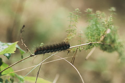 caterpillar, macro, forest, insect, greens, blade of grass HD wallpaper