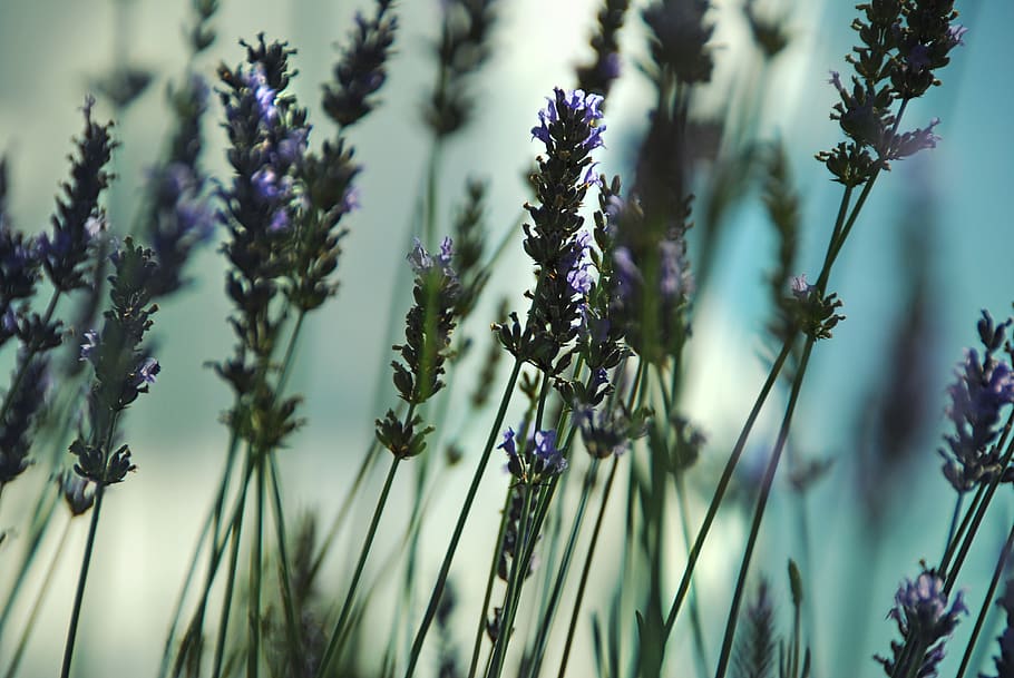 autumn, fall, lavender, wallpaper, calm, plant, flower, flowering plant HD wallpaper