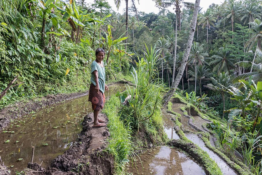 indonesia, bali, guide, forest, rice fields, woman, jungle HD wallpaper