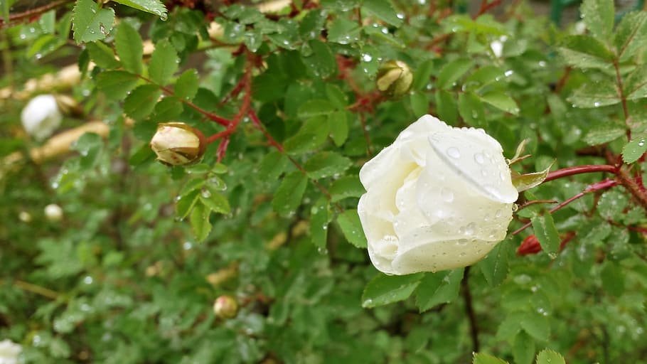 rose, white, drops, rain, summer, plant, beauty in nature, plant part HD wallpaper