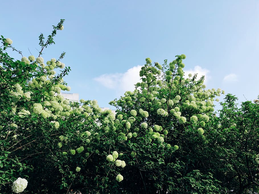 plants, growth, beauty in nature, sky, green color, tree, no people HD wallpaper