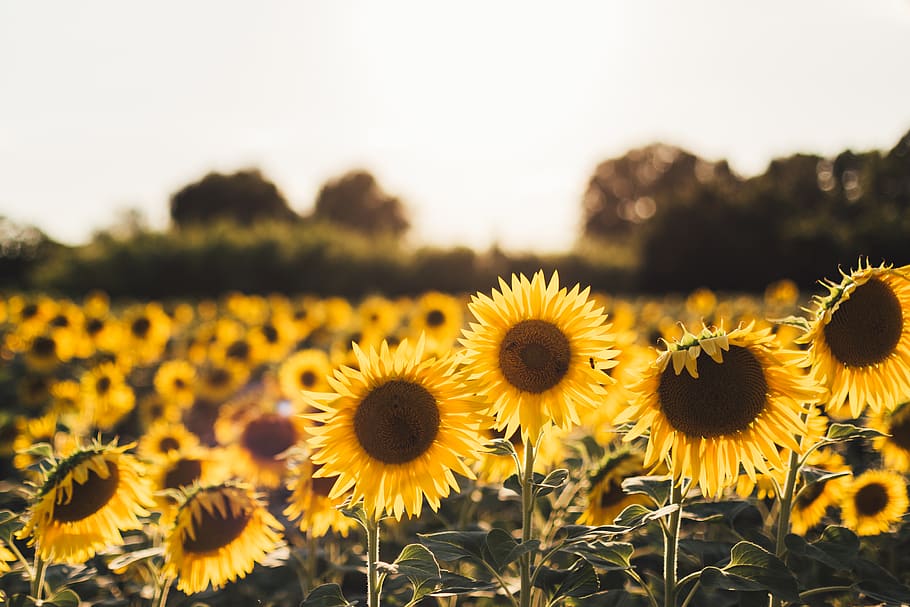 yellow sunflower field, flowering plant, freshness, flower head HD wallpaper