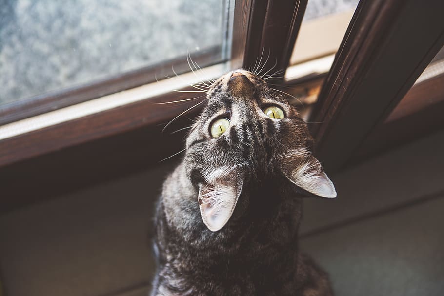silver tabby cat beside window, one animal, domestic, animal themes HD wallpaper