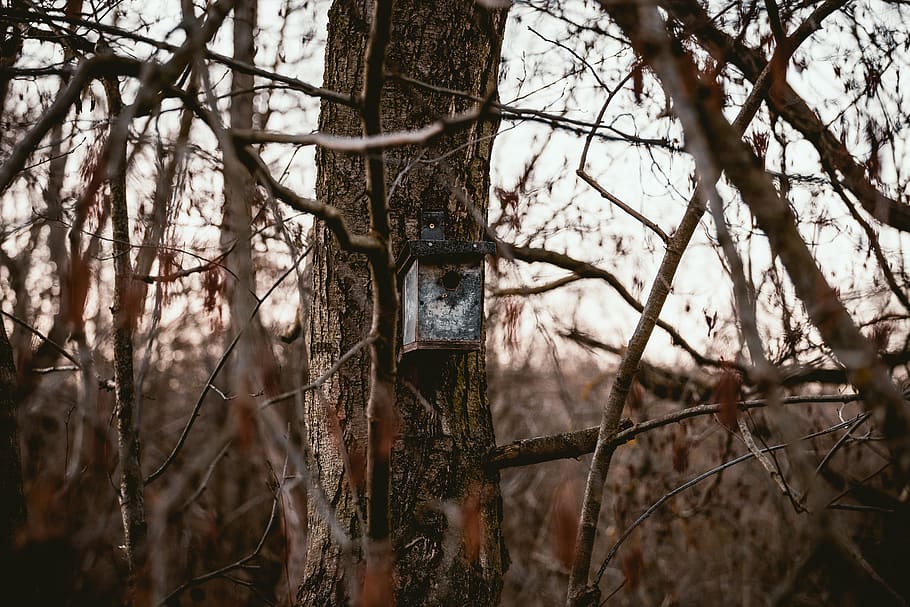 gray lamp on tree trunk, plant, bird feeder, para rubber tree HD wallpaper
