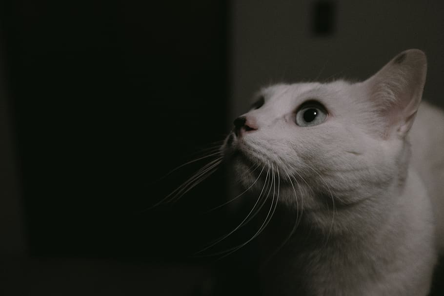 cat, animals, mammal, animal themes, one animal, domestic, pets HD wallpaper