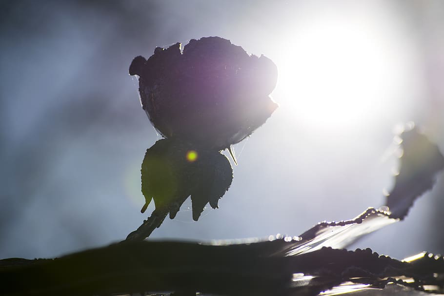 flare, light, sunlight, animal, bird, flower, outdoors, nature HD wallpaper