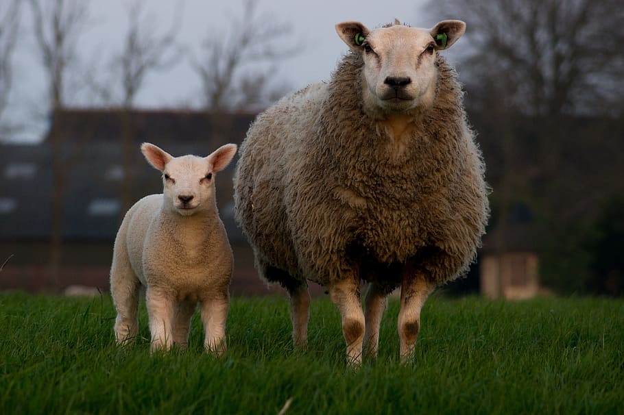 sheep, herd, animal, wild, nature, farm, mammal, group of animals HD wallpaper