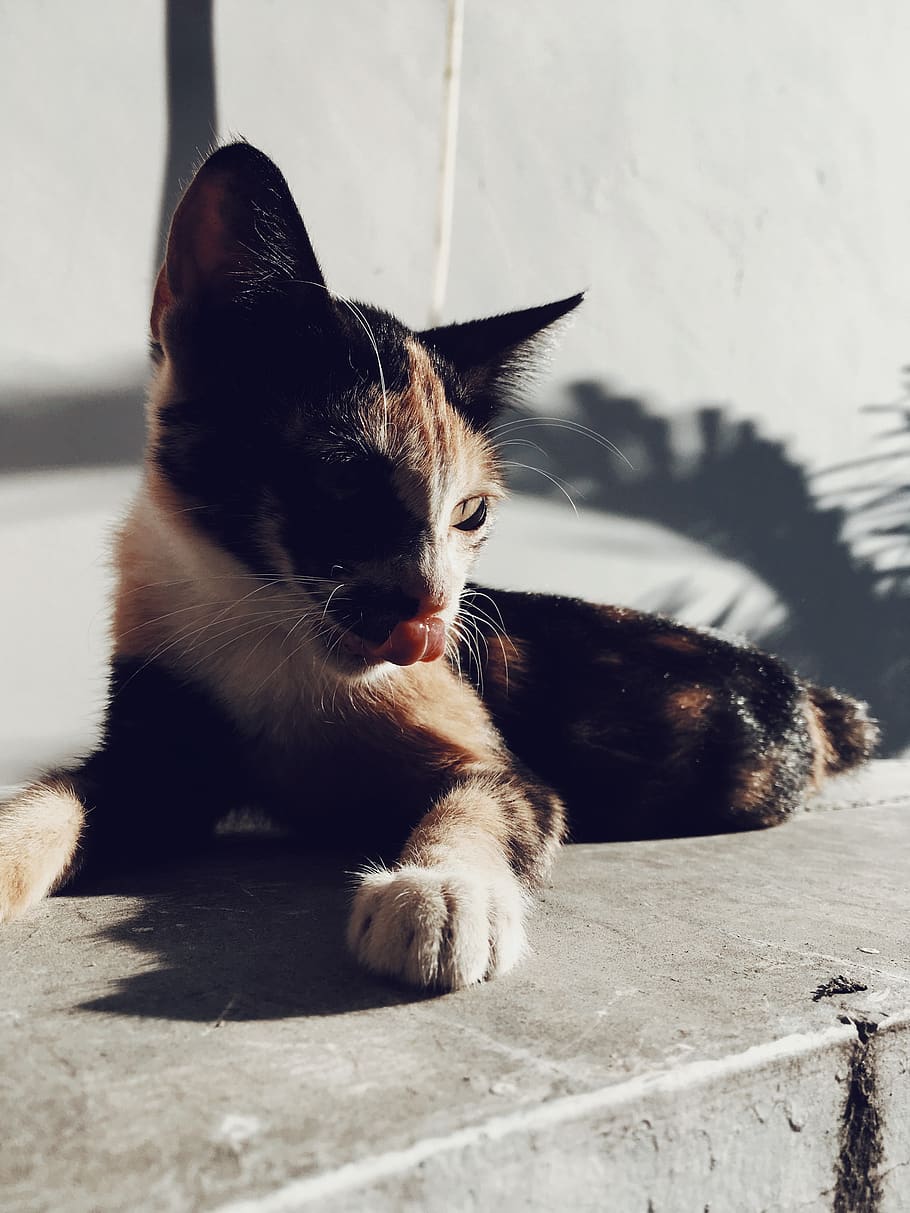 indonesia, palu, #animals, domestic cat, mammal, pets, feline HD wallpaper