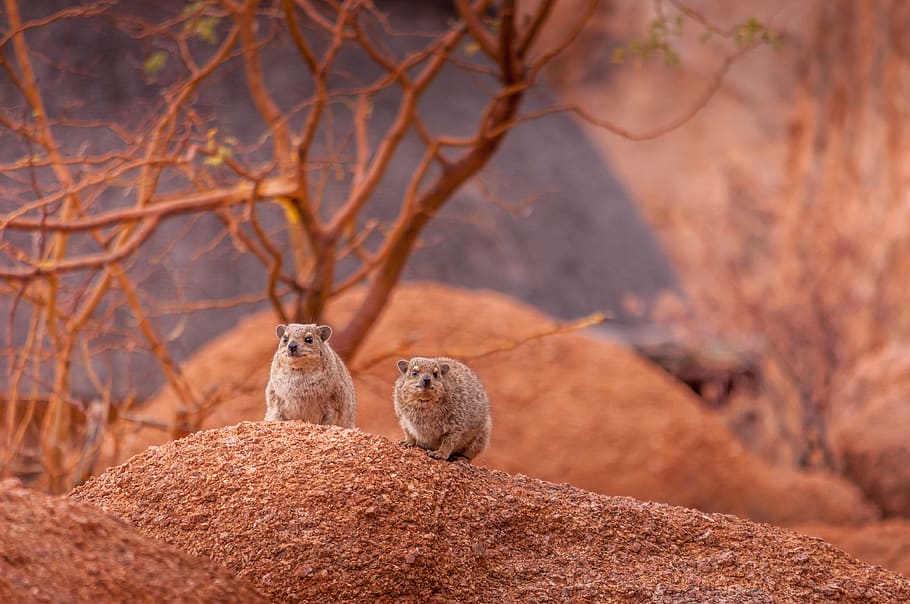 two brown animals near trees, animal themes, animal wildlife HD wallpaper