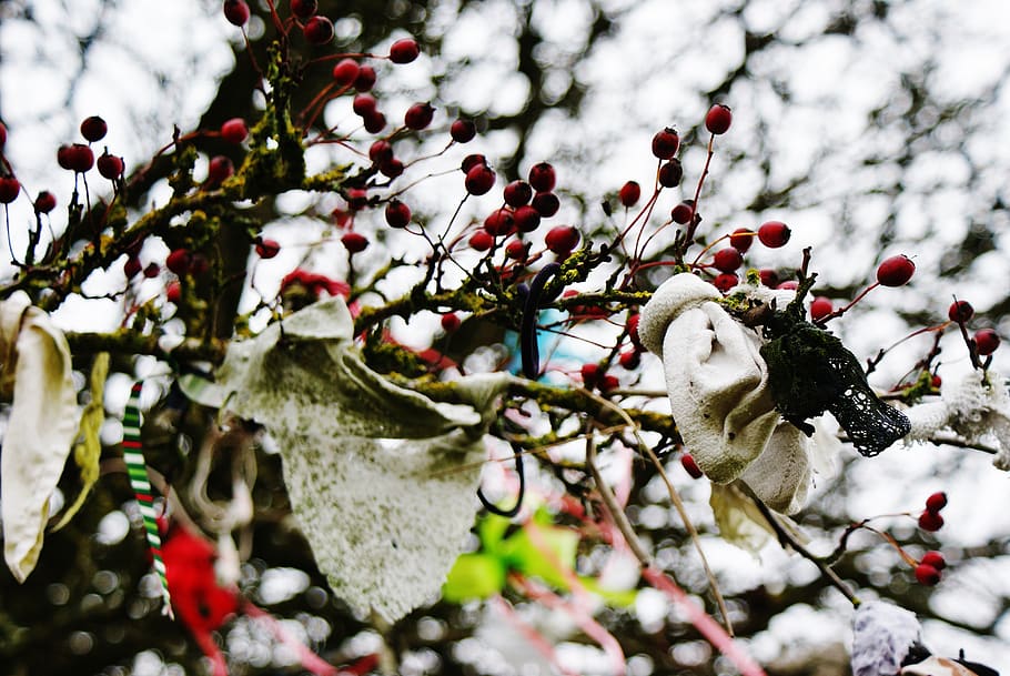 ireland, tree, branch, plant, fruit, healthy eating, no people, HD wallpaper