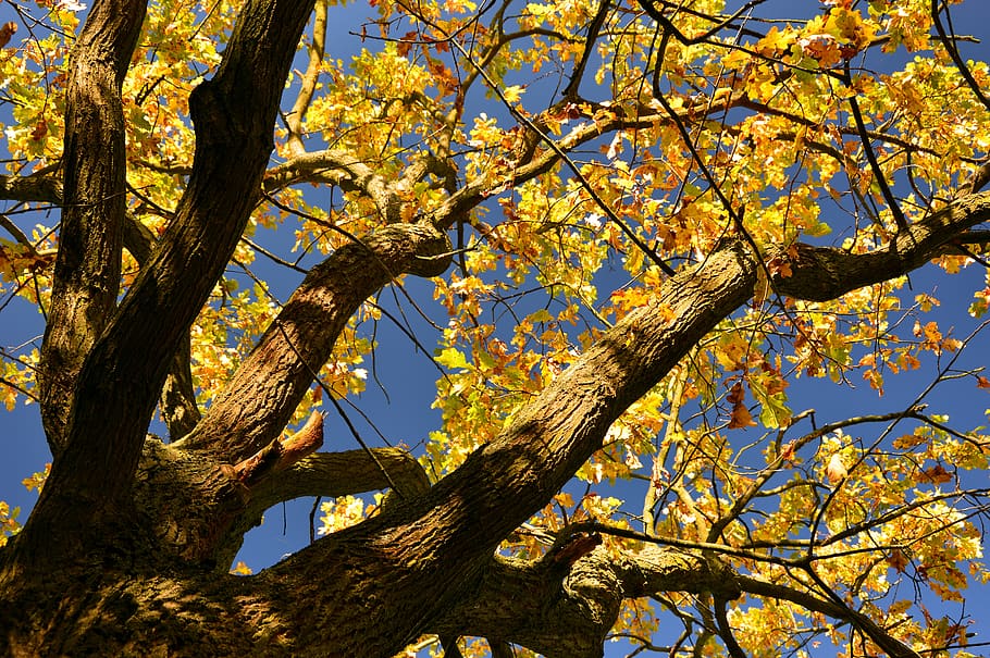 tree, leaves, fall foliage, fall color, emerge, autumn, sweet autumn HD wallpaper