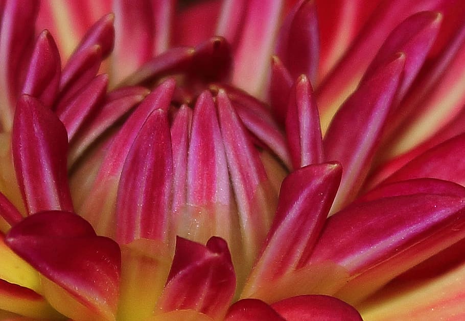 flowers, red, garden, bloom, flowering plant, beauty in nature HD wallpaper