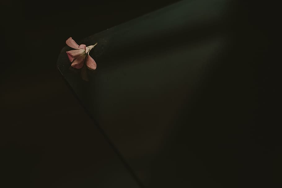 Flower On Table, bloom, blossom, flora, hand, one person, human hand HD wallpaper