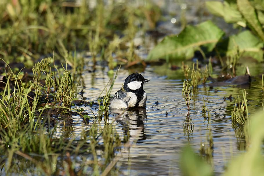 animal, grass, water, bathing, bird, wild birds, little bird HD wallpaper