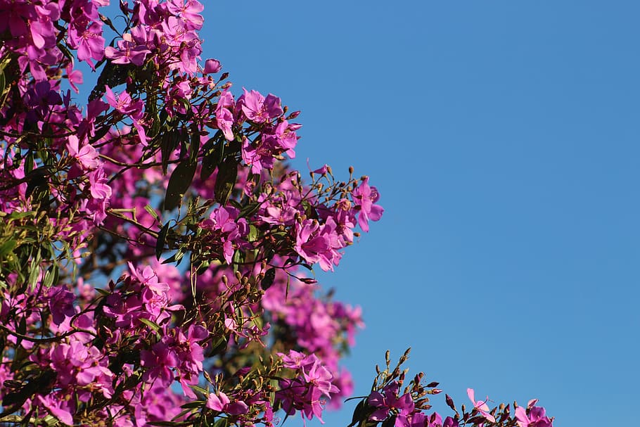 spring, rosa, flower, flowers, plant, floral, summer, flowering plant HD wallpaper