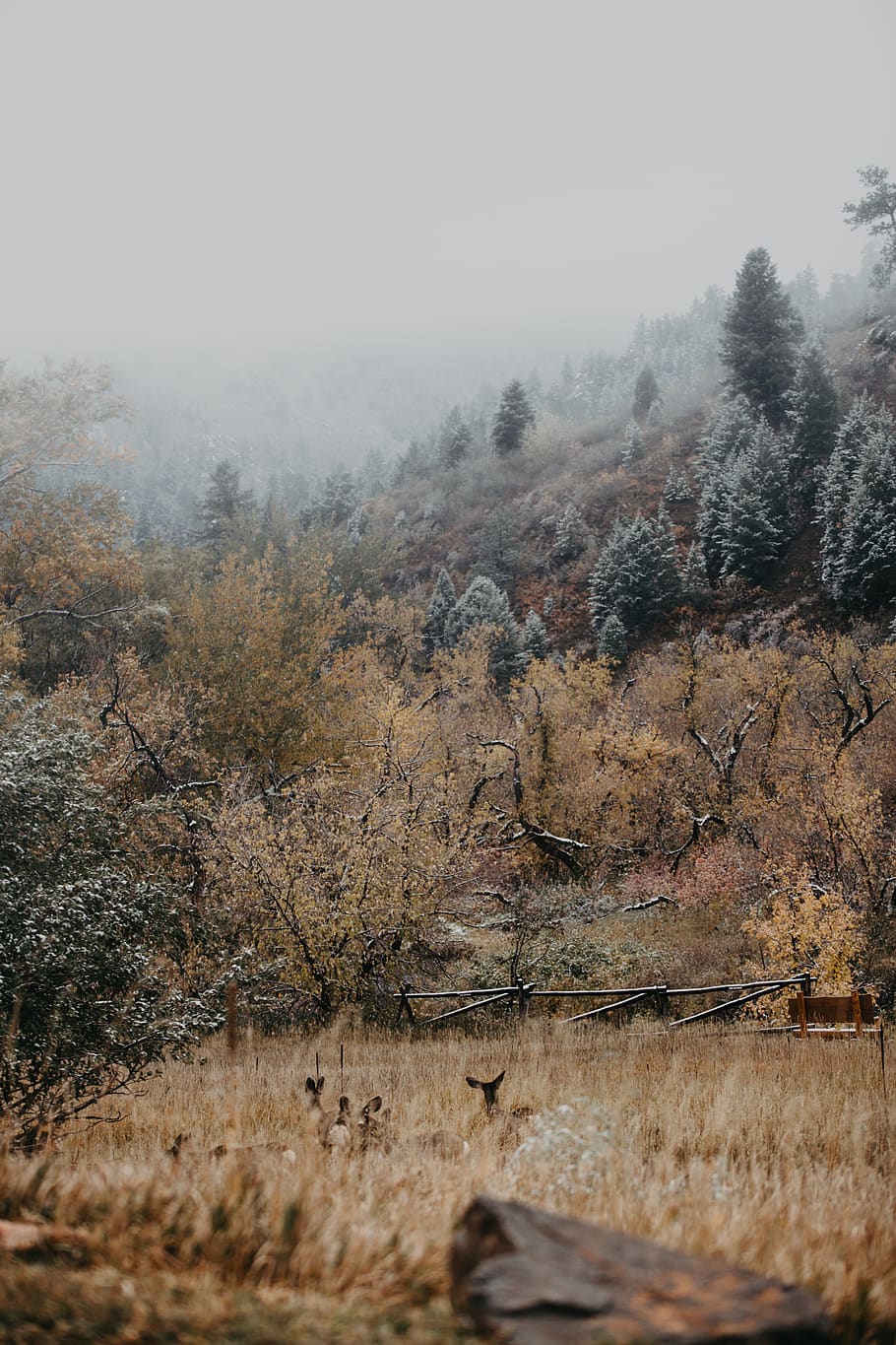 deer on grass beside mountain with trees during daytime, nature, HD wallpaper