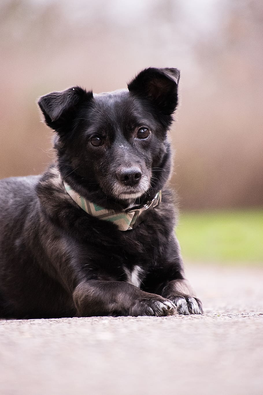 dog, concerns, paws, hybrid, animal, mammal, black, necklace HD wallpaper