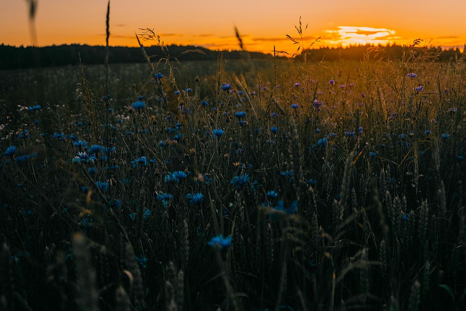 Blue Cornflowers, blossom, clouds, colors, environment, evening HD wallpaper