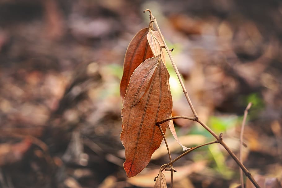 leafe, ground, brown, nature, forest, texture, botanical, season HD wallpaper