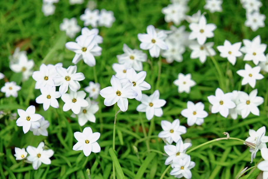 violet, white, elegant, petals, spring, full blooming, flowering plant HD wallpaper