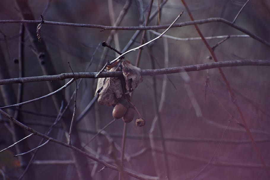 Macroshot Photography of Fruits, branch, close-up, daylight, dried HD wallpaper