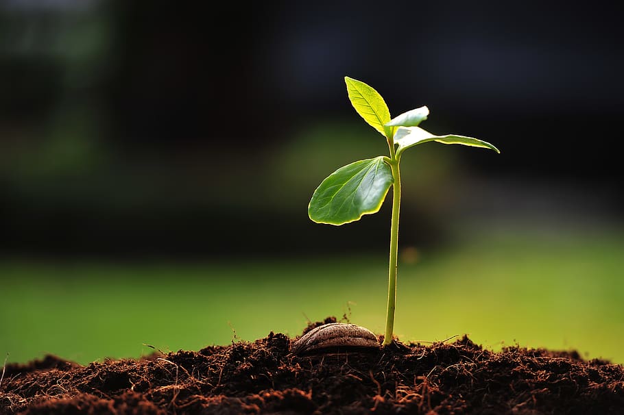 mexico, tepic, plant, growth, plant part, leaf, green color HD wallpaper