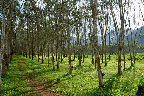 rubber tree, rubber trees, latex, plantation, kanchanaburi HD wallpaper