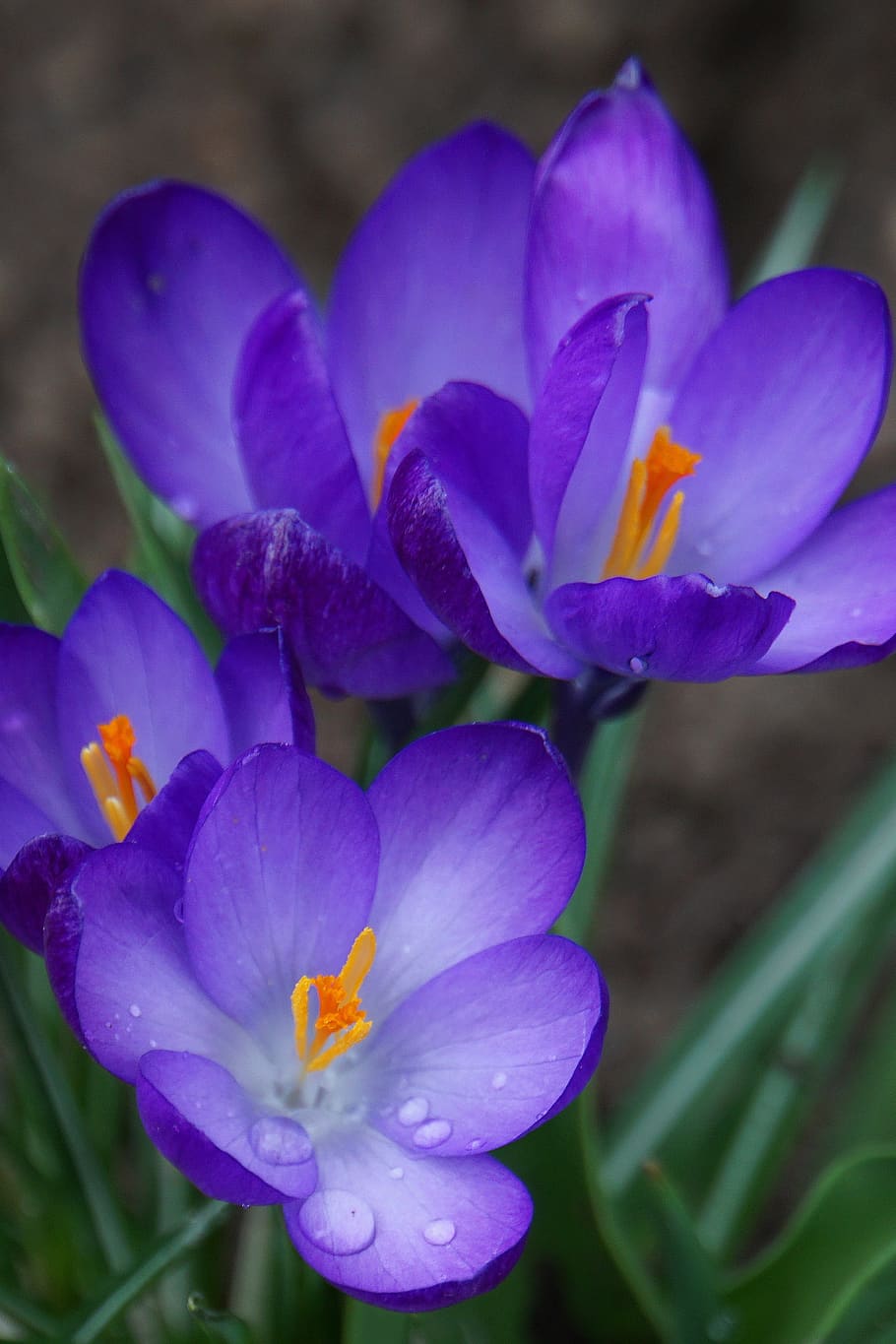 crocus, early bloomer, nature, spring, spring flower, frühlingsanfang HD wallpaper