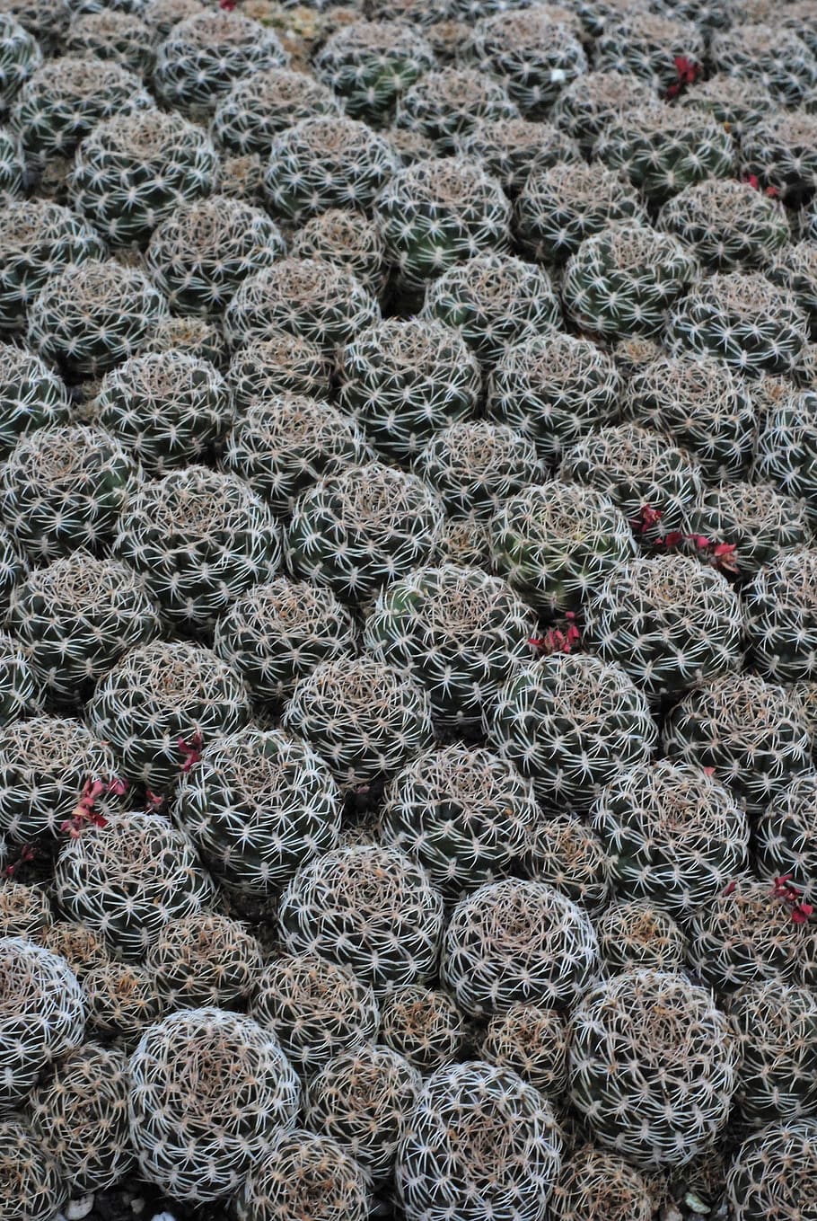cactus breeding, nursery, full frame, backgrounds, no people HD wallpaper