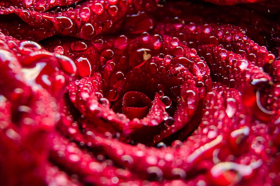 Red Rose With Dewdrops, beautiful, bloom, blooming, blossom, bright HD wallpaper