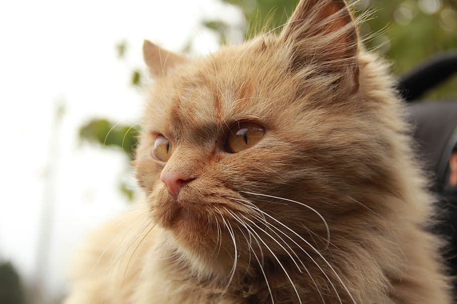 animals, cat, cute, pet, portrait, fur, eye, kitten, redhead HD wallpaper