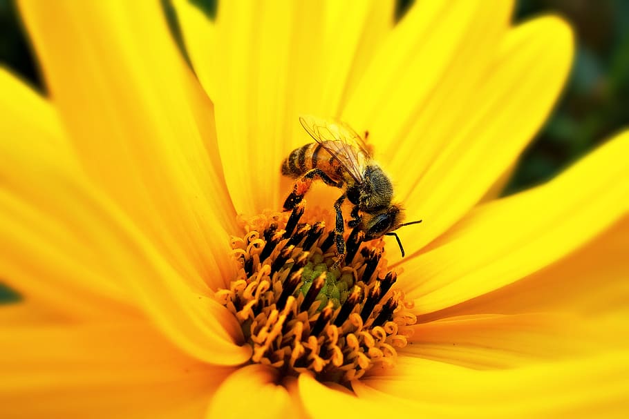 bee, insect, feeding, pollination, yellow flower, pollen, summer HD wallpaper
