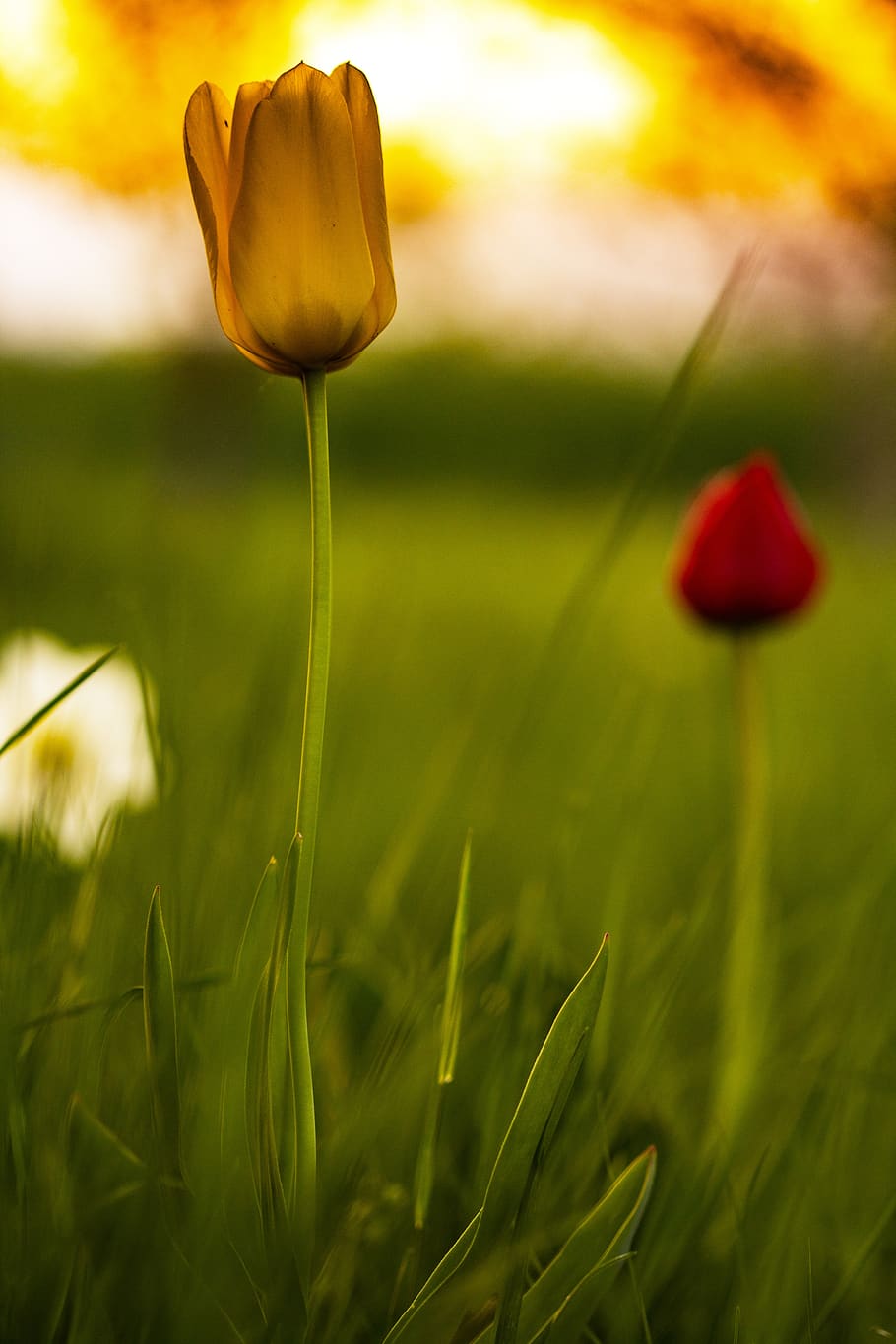 tulip, hdr, contrast, macro, nature, garden, summer, natural HD wallpaper