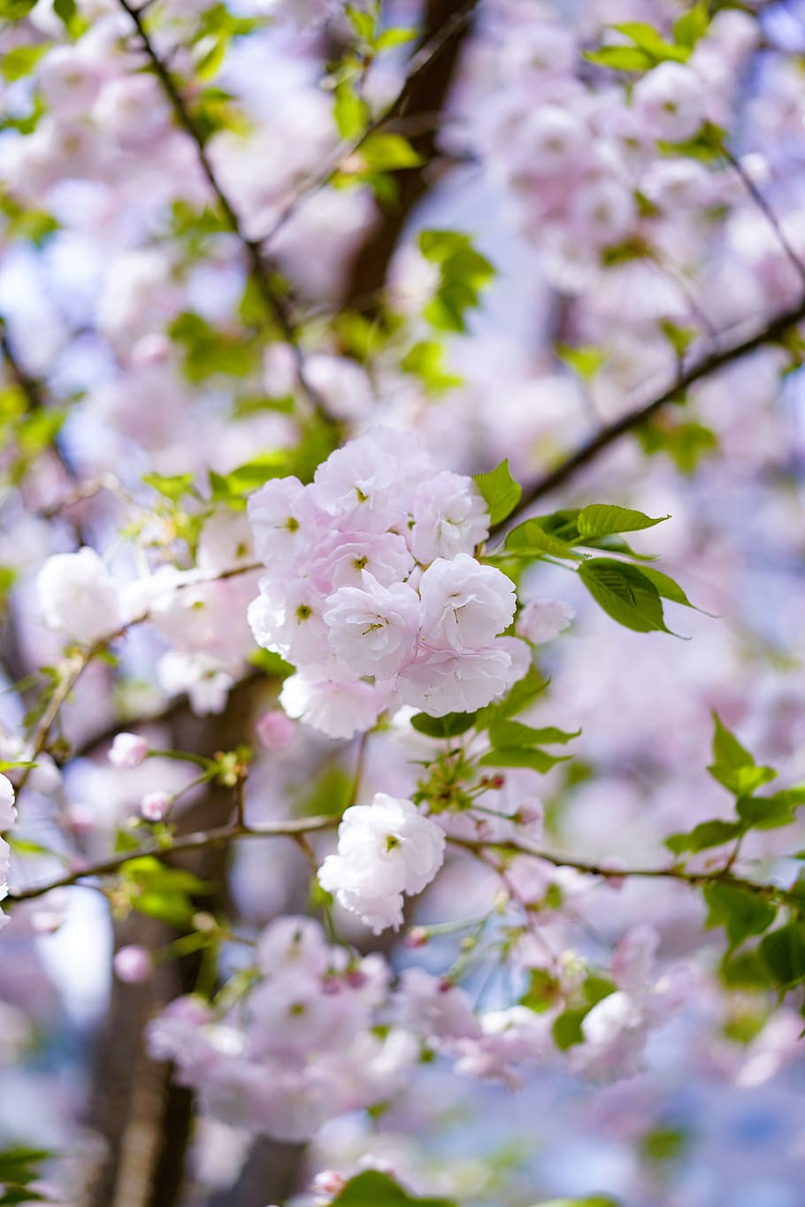 plant, flower, blossom, spring, cherry blossom, sakura, petal, HD wallpaper
