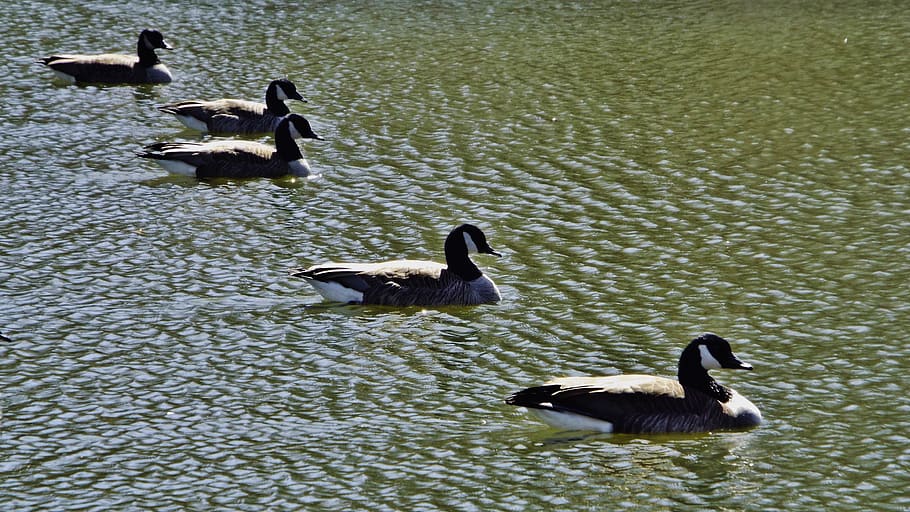 animal themes, bird, group of animals, water, animals in the wild HD wallpaper