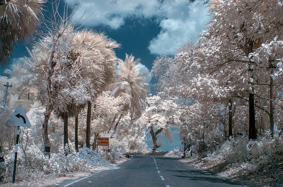 empty road between trees, nature, outdoors, ice, snow, plant HD wallpaper