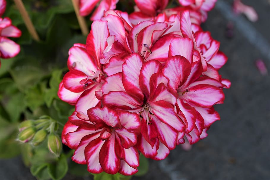 pink, red, blossom, bloom, flower, close up, nature, pink flower HD wallpaper