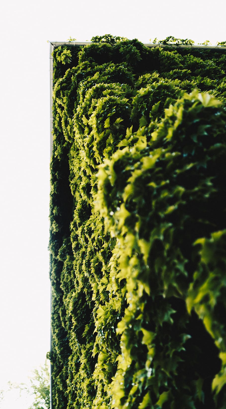 plant, moss, algae, vegetation, hedge, fence, bush, vegetable HD wallpaper