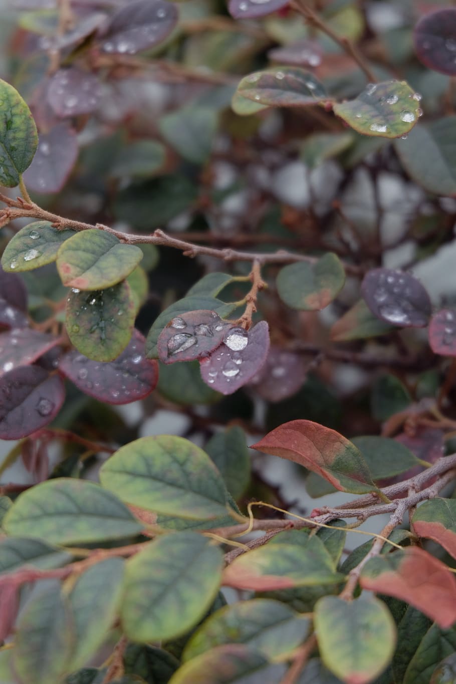 malaysia, malacca, drop, rain, dew, tree, green, branch, purple HD wallpaper