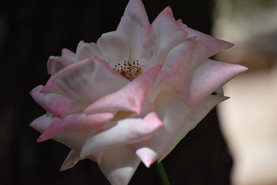 pink, flora, nature, flower, flowers, bloom, petal, flowering plant HD wallpaper