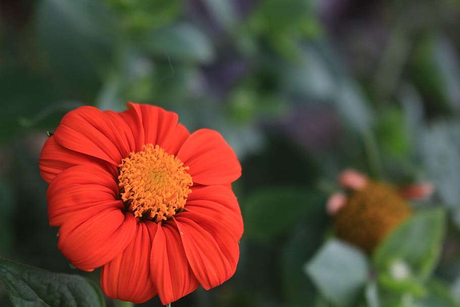 Red Zinnia Flower