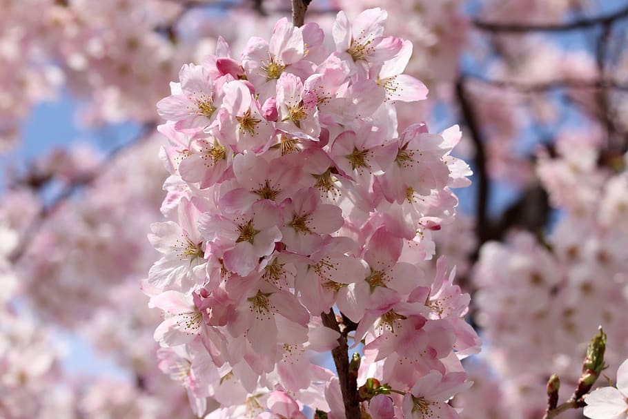 cherry blossom, cherry tree, spring, flowers, wood, flowering HD wallpaper