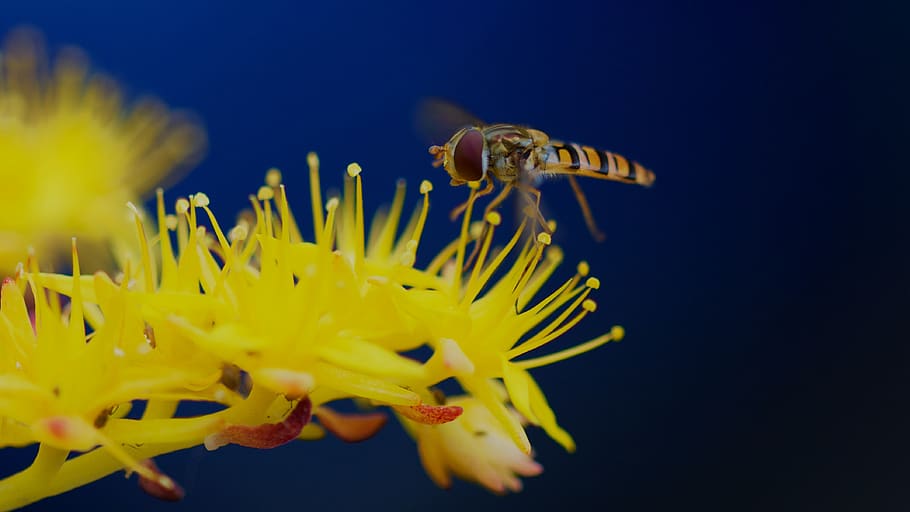 bee, nature, yellow, flower, floral, wallpaper, background HD wallpaper